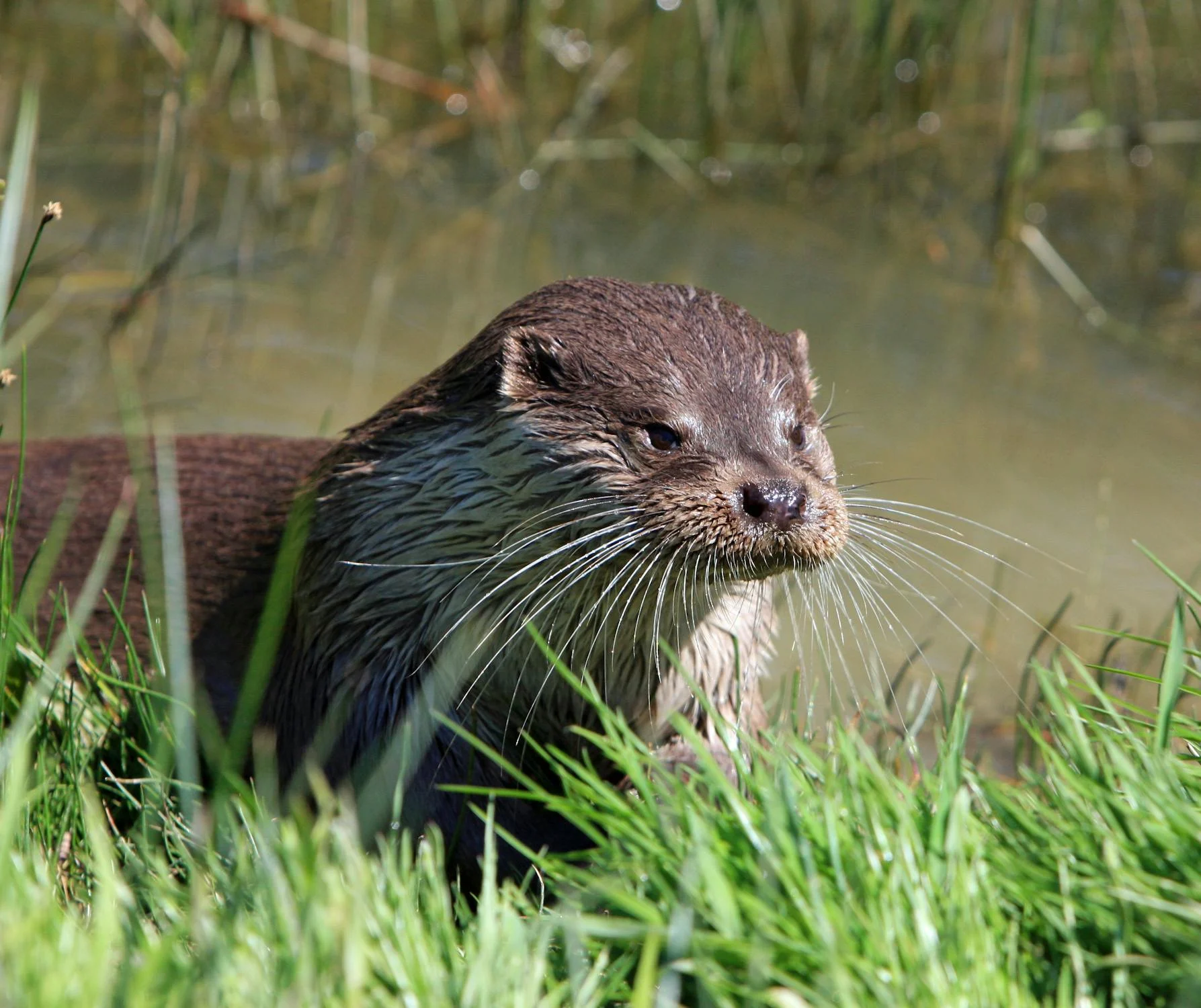 River Otter removal and control in the Willamette Valley